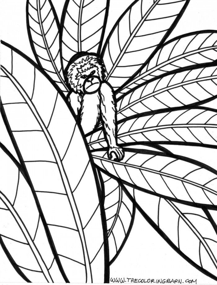 rain forest coloring pages spider monkey - photo #23