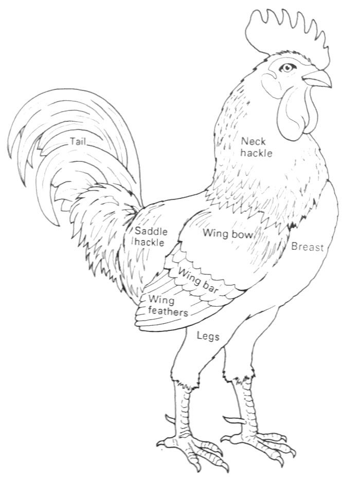 Chicken Behavior and Influence on Humans; Chicken Ethology