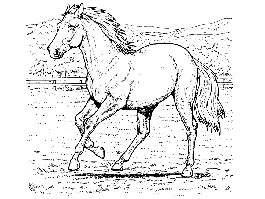 Realistic Horse Coloring Pages - Coloring Home