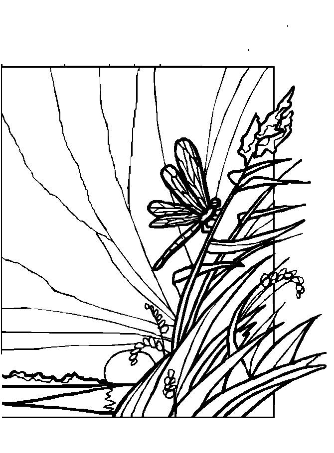 Coloring pages dragonflies - picture 1