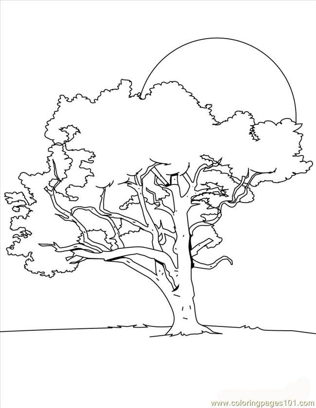 Coloring Pages Tree Coloring Page Source 8dk (Natural World 