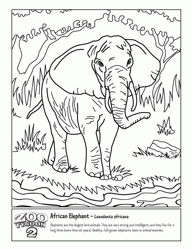 Coloring Pages Africa Home Tropical Rainforest Popular African Elephant Zoo