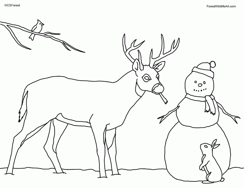 Coloring Pages Of Deer | Best Coloring Pages