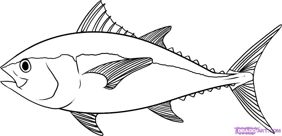 How To Draw A Tuna, Step By Step, Fish, Animals, FREE Online - Coloring
