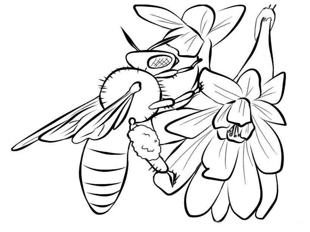Insect Colouring Pages — New Coloring Pages Collections : New ...