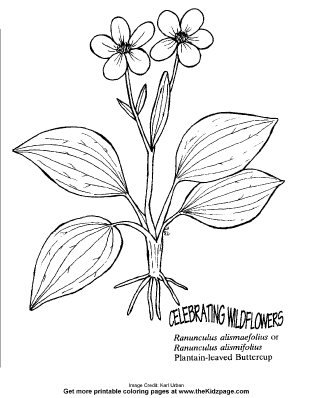 Buttercup Flower Free Coloring Pages for Kids - Printable ...