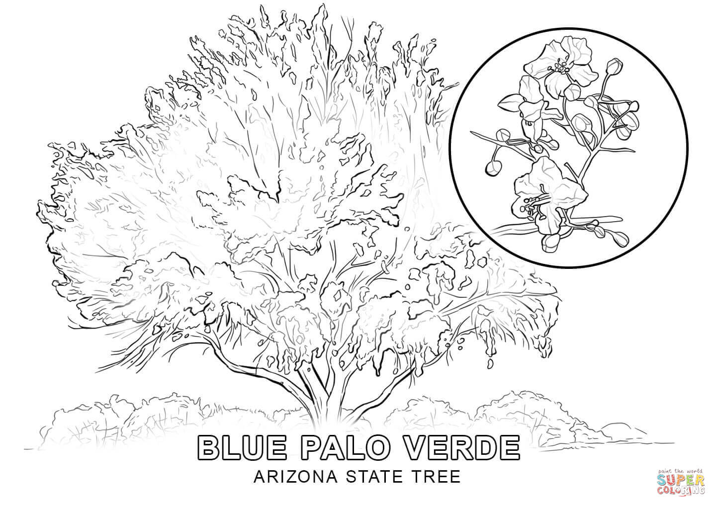 Arizona State Symbols Coloring Pages - Coloring Pages For All Ages