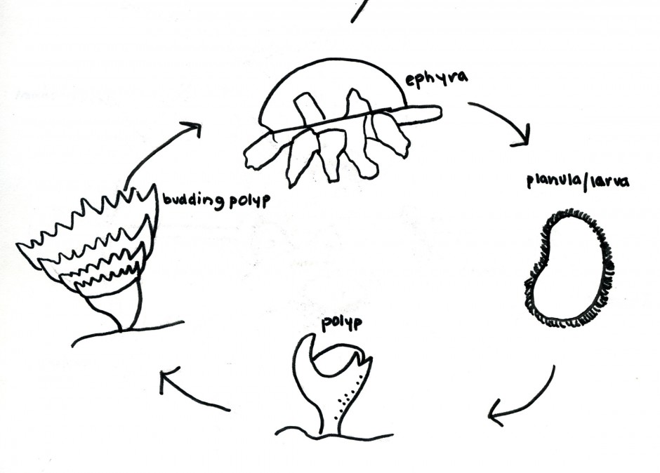Life Cycle Of A Plant Coloring Page | Free Coloring Pages on ...
