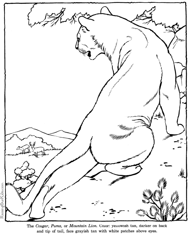 Mountain Lion Coloring Page - Coloring Pages for Kids and for Adults