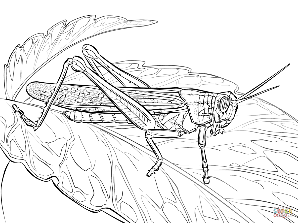 Rocky Mountain Locust coloring page | Free Printable Coloring Pages
