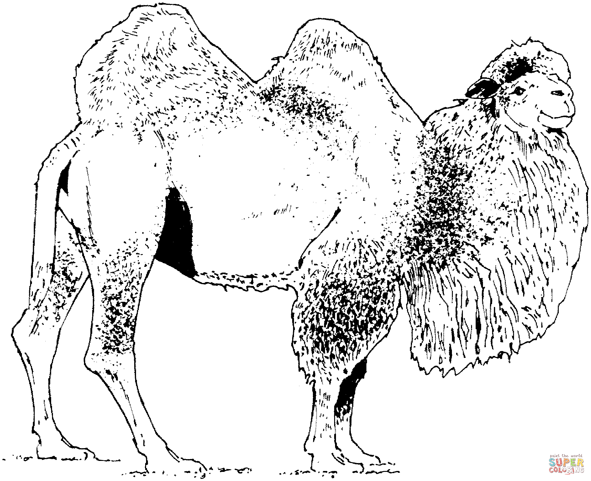 Bactrian camel coloring page | Free Printable Coloring Pages