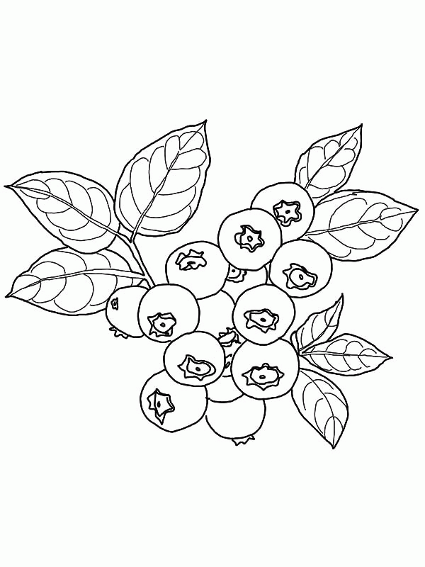 Blueberry Coloring Page Coloring Home