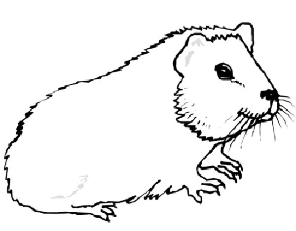 Guinea Pig Coloring Pages - Coloring Home