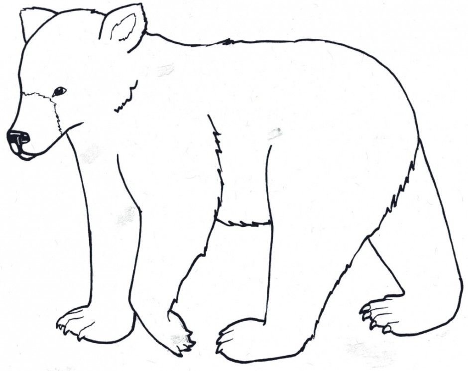 Realistic Koala Bear Coloring Pages Free Coloring Pages 278858 