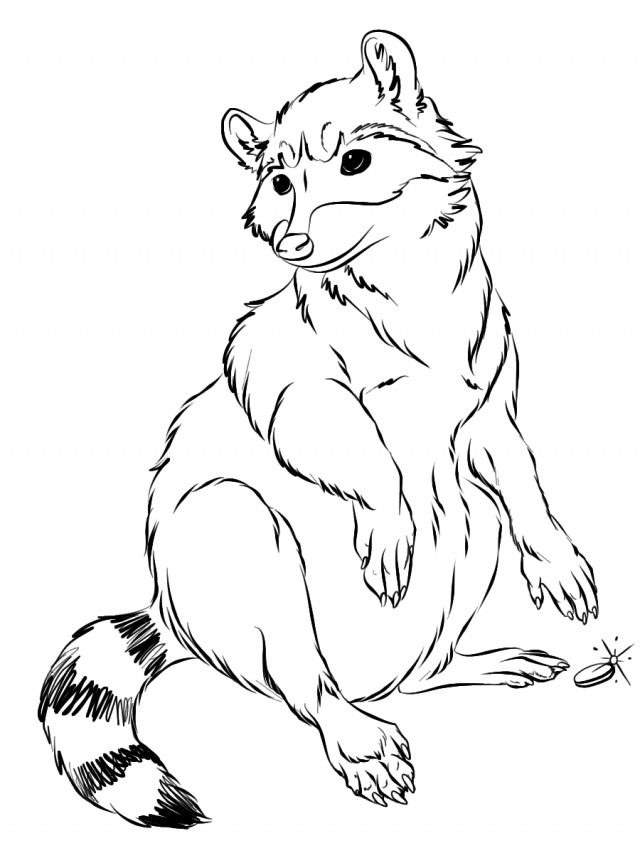 Amazing Raccoon coloring pages | Coloring Pages