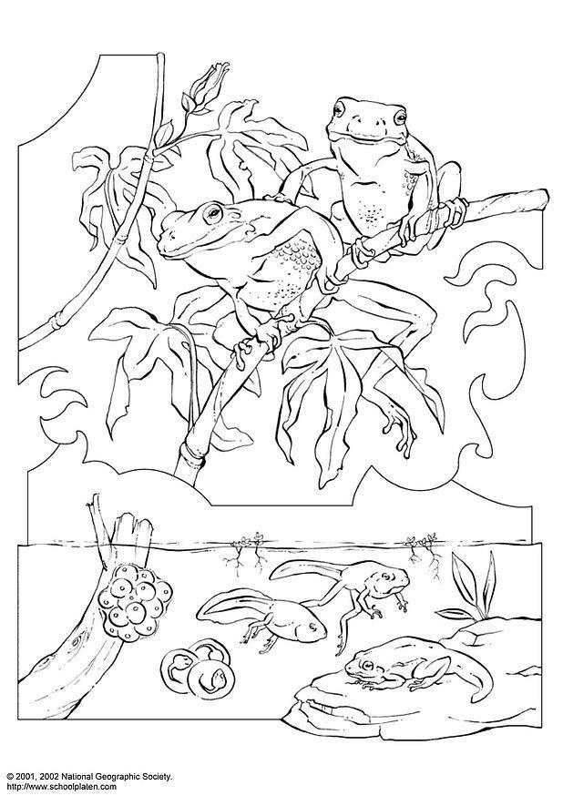 Tree Frog Coloring Pages - Coloring Home