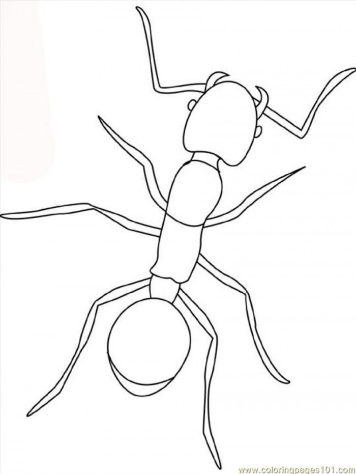 Leaf Cutter Ant Coloring Pages