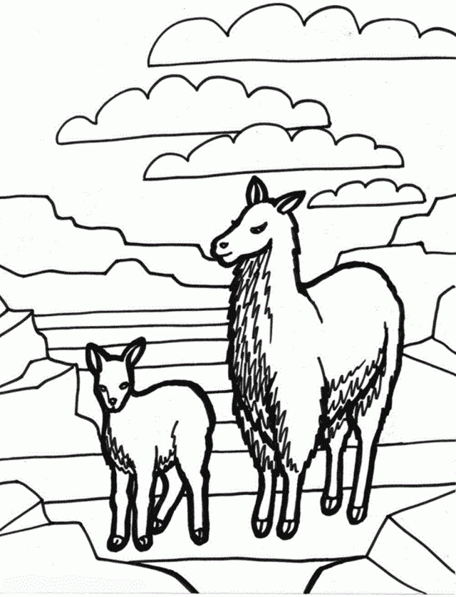 Baby Llama Page Coloring Pages