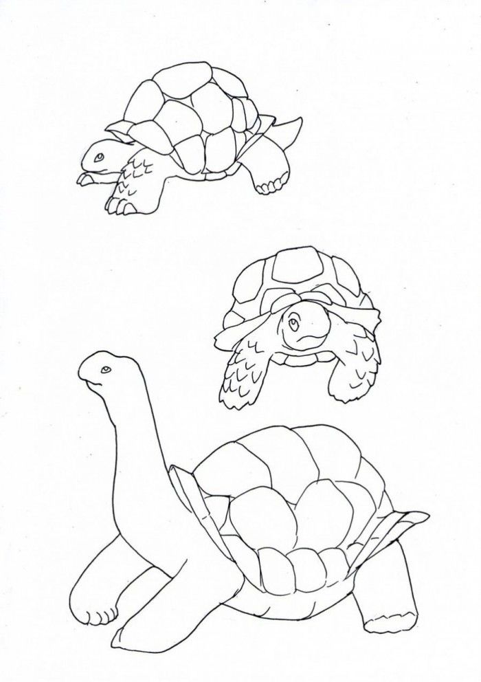 Yertle The Turtle Coloring Pages