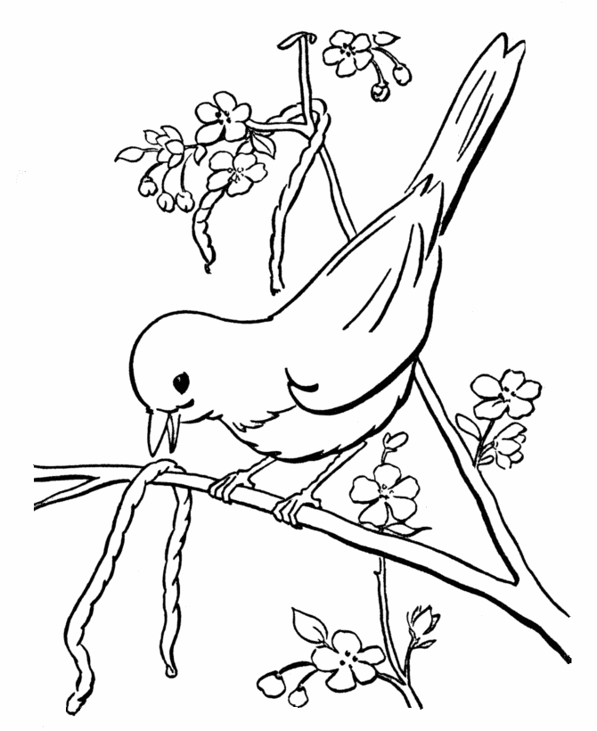 Spring Early Bird Coloring Sheet