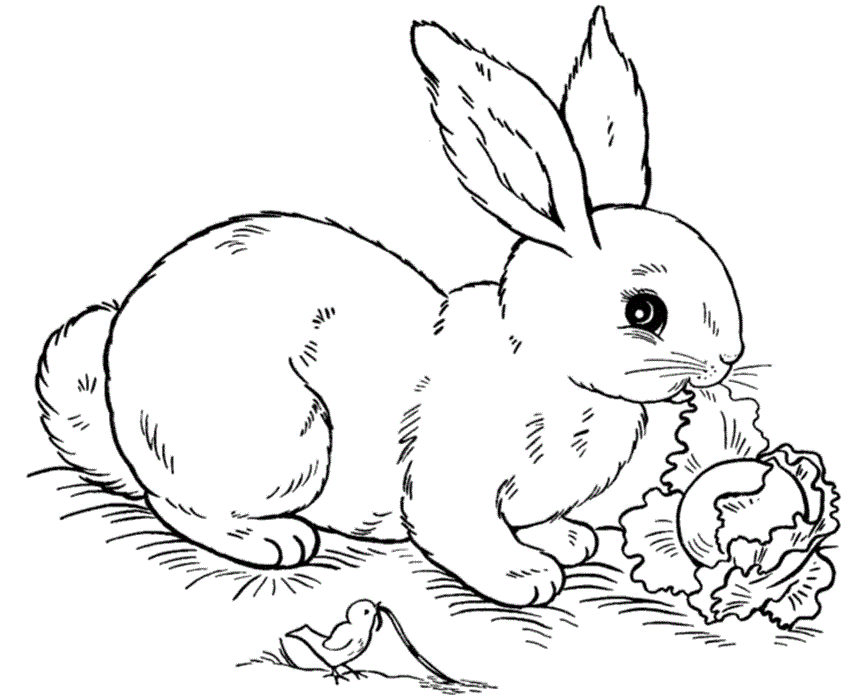 Realistic Rabbit Coloring Pages - Coloring Home