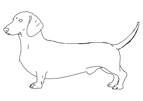 Dachshund coloring page