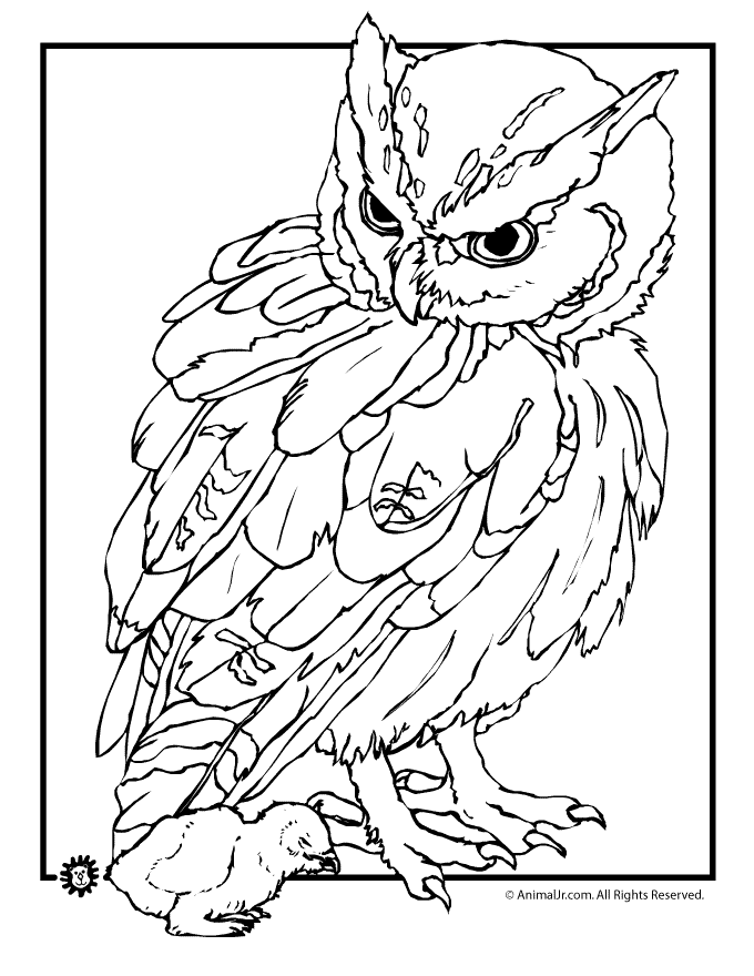 Detailed Owl Coloring Pages Images & Pictures - Becuo
