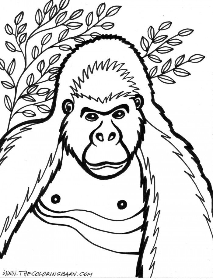 Gorilla Coloring Pages To Print