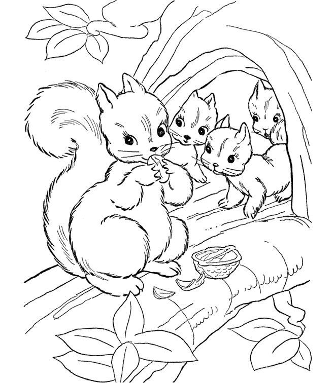 cute squirrel pages coloring pages