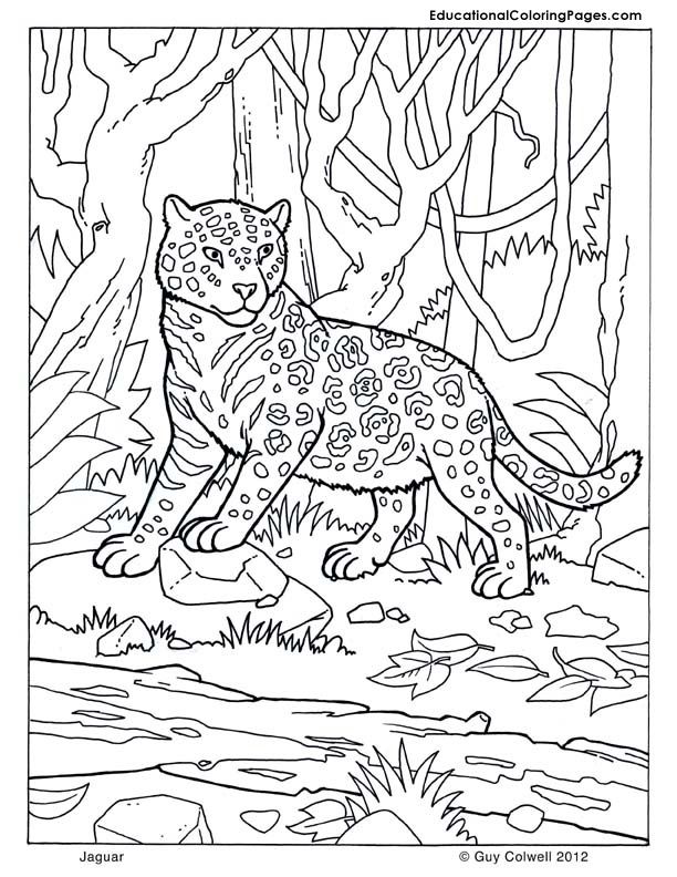 Mammals Book Four Coloring Pages | Animal Coloring Pages for Kids
