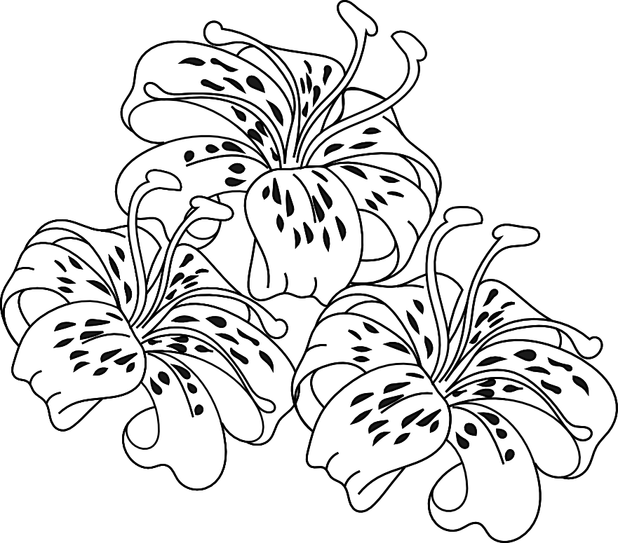 Tiger Lily Flower Coloring Pages Mvmnetf Better Homes