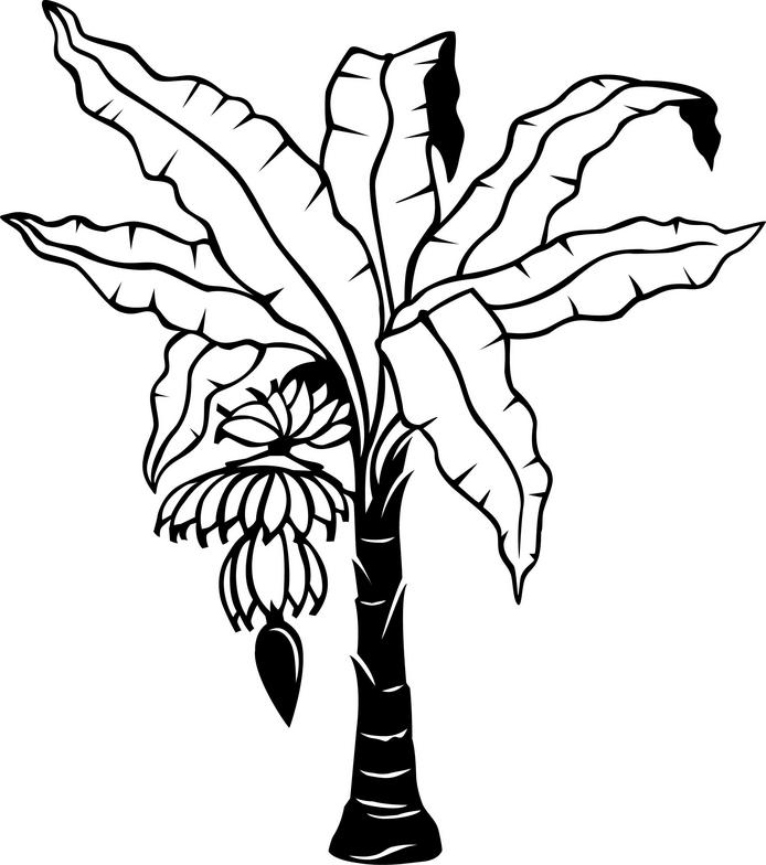 banana-tree-leaf-template-colouring-pages-page-3-coloring-home