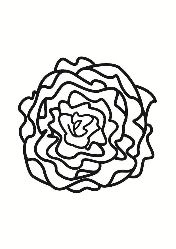 Coloring page lettuce - img 23245.