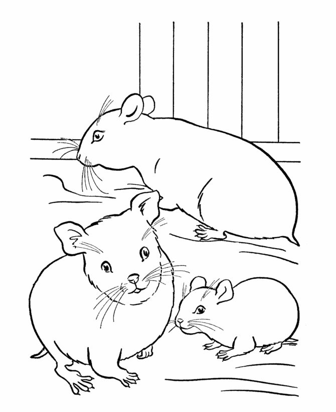 hamster-coloring-pages-coloring-home