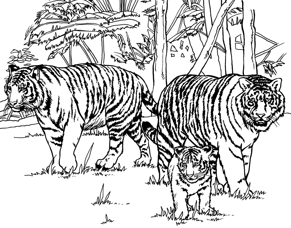 Cheetahs Lions Colouring Pages (page 2)