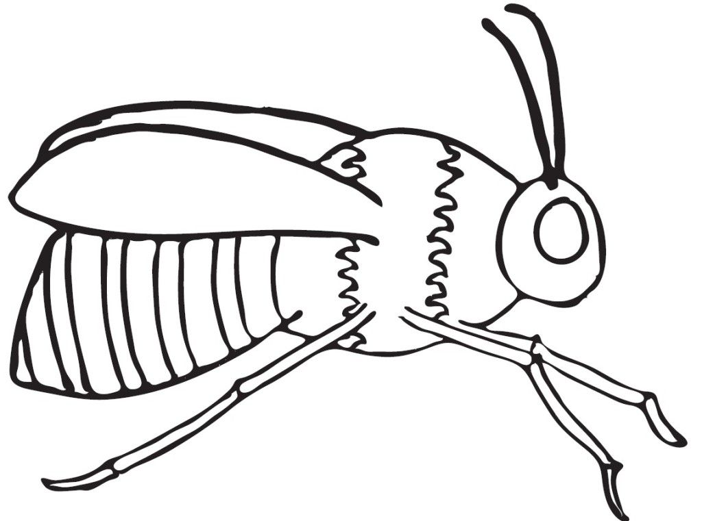 Bumble Bee Coloring Page - Free Coloring Pages For KidsFree 