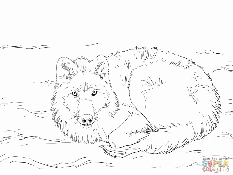 Arctic Wolf Drawing ClipArt Best 120126 Arctic Wolf Coloring Pages