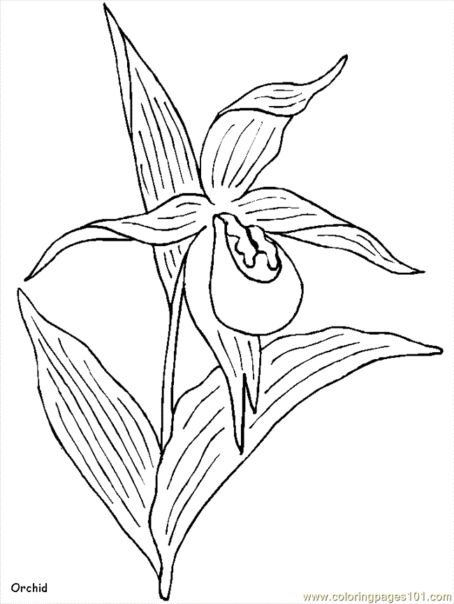 Realistic Insect Coloring Pages