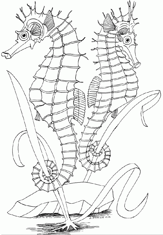 Underwater Coloring Pages of Sea Horse : New Coloring Pages