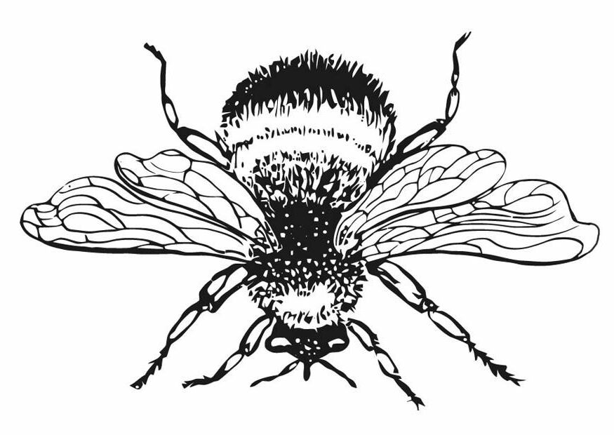 Bumble Bee Coloring Pages For Kids Coloring Home