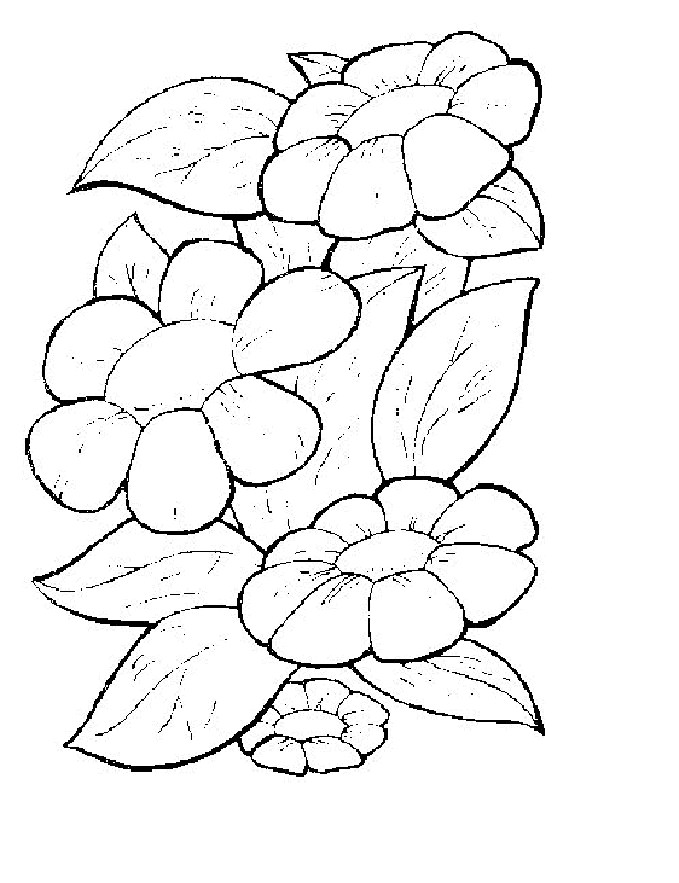 3rd And Bird Coloring Pages
