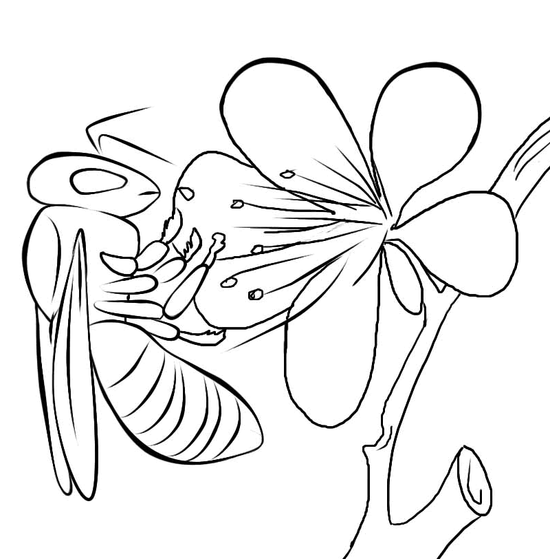 FREE Bee Coloring Picture 5