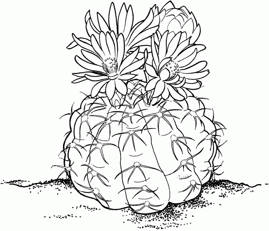 cactus coloring sheet  coloring home