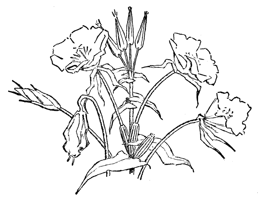 i love flowers Colouring Pages (page 2)