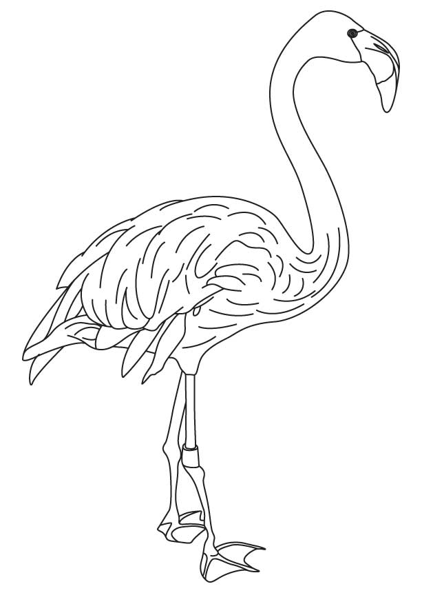 Pink wing feathers bird coloring page | Download Free Pink wing 