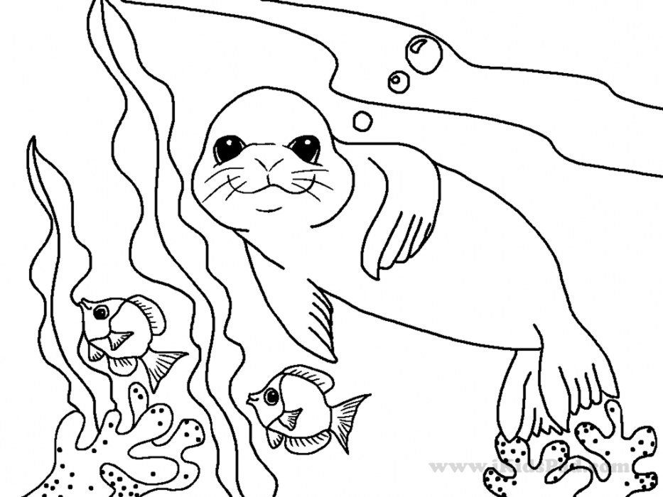 Sea Lion Coloring Page - Coloring Home