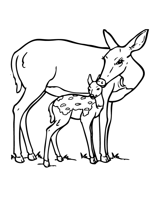 doe Colouring Pages