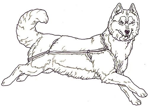 husky coloring page | Flickr - Photo Sharing!