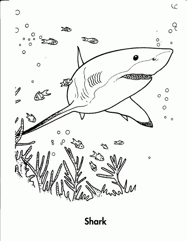 Tiger Shark Coloring Pages 624×803 #2768 Disney Coloring Book Res 