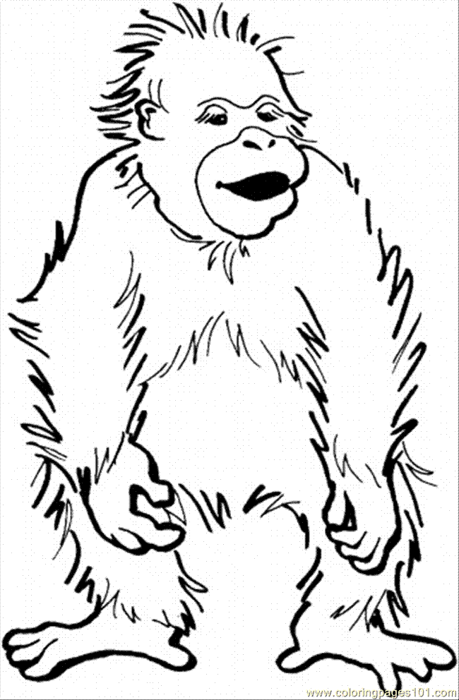 Dibujos de orangutanes | ORANGUTANPEDIA